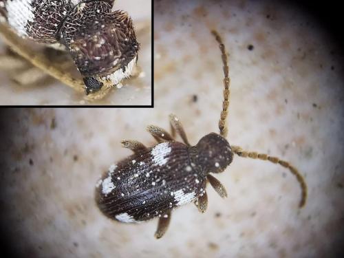 Réf. 322 445 : Ptinus sexpunctatus